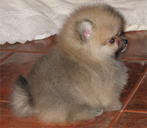 Cachorro de pomerania