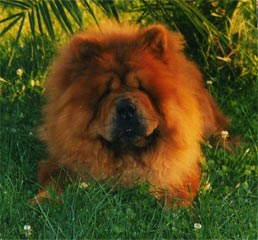 Adult Chow chow, long haired