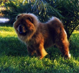 Karland's long haired Chow