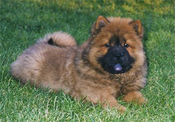 This is a long haired puppy