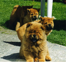 Chow's litter: 1 long haired and 3 smooth littermates