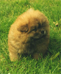 A very small Chow puppy